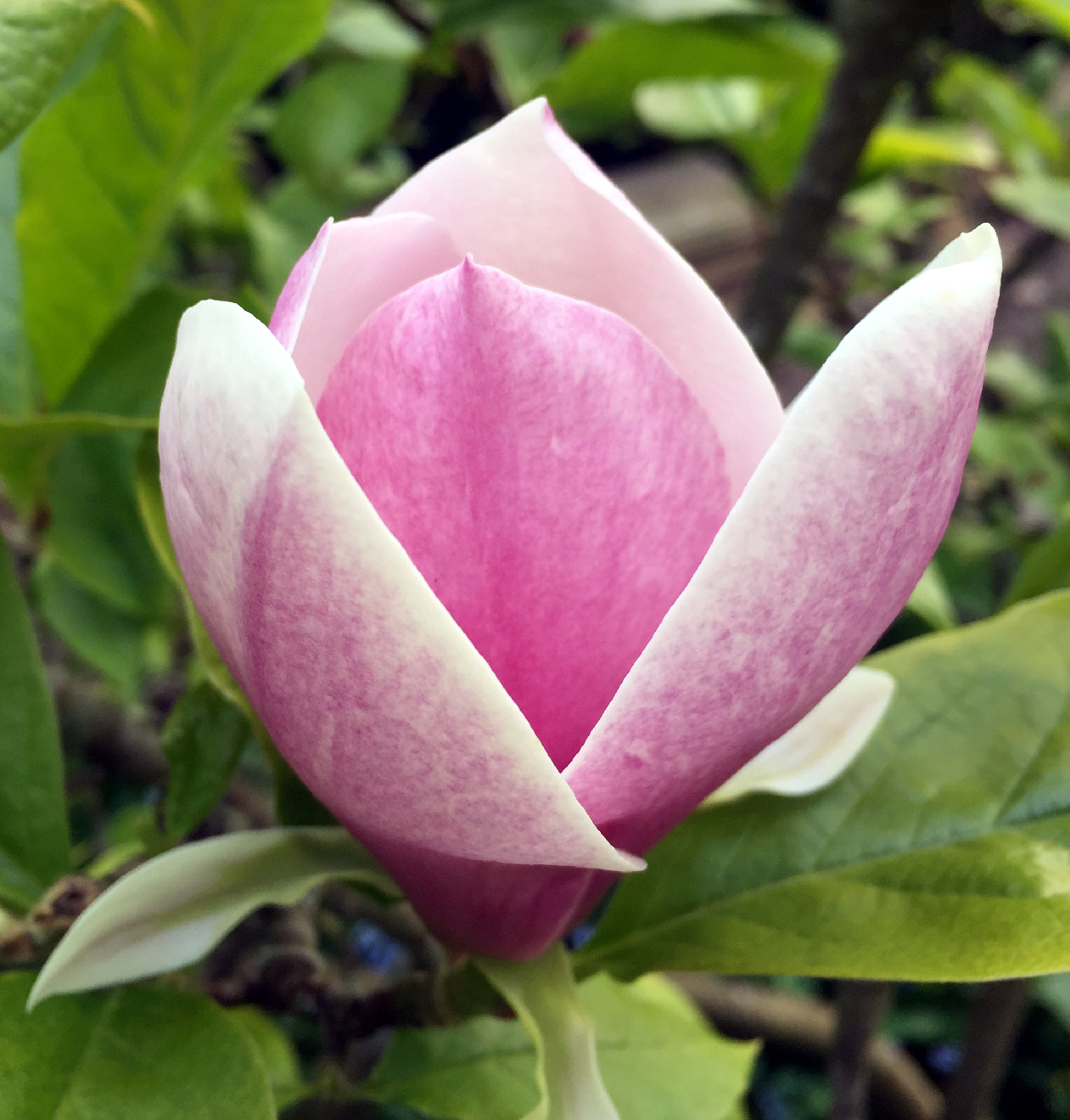 x soulangeana Lennei seedling